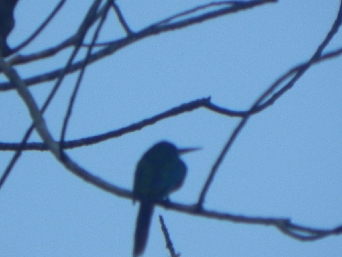 Rufous-tailed Jacamar - John Calderón Mateus