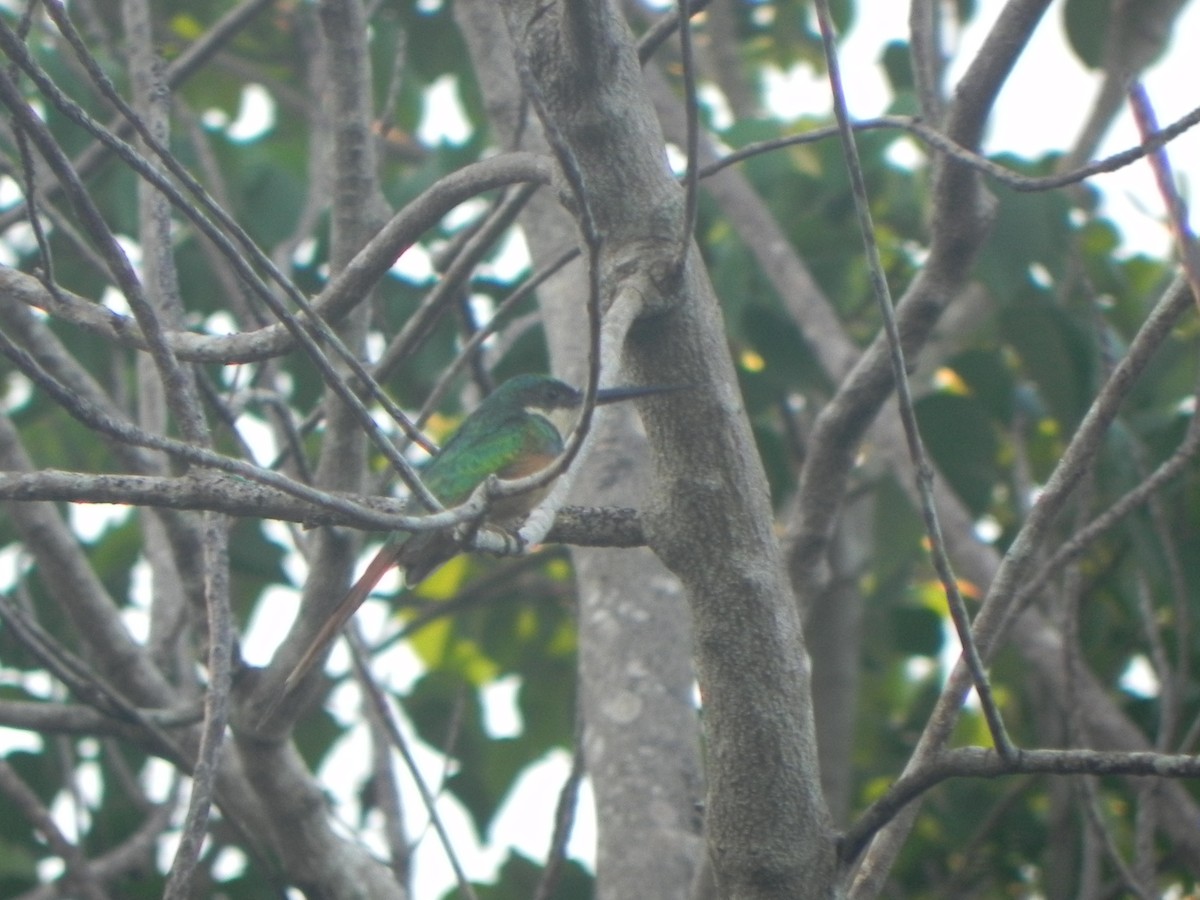 Rufous-tailed Jacamar - John Calderón Mateus