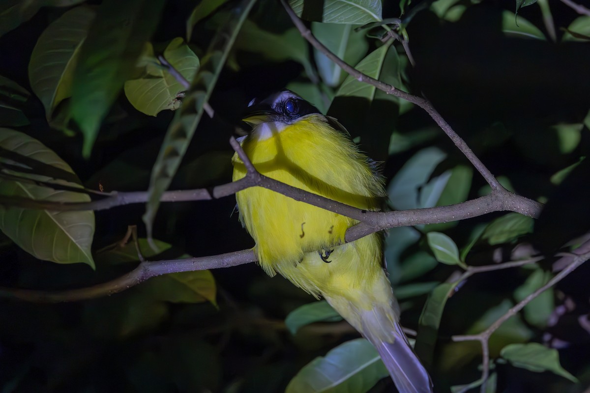 Boat-billed Flycatcher - Mason Flint