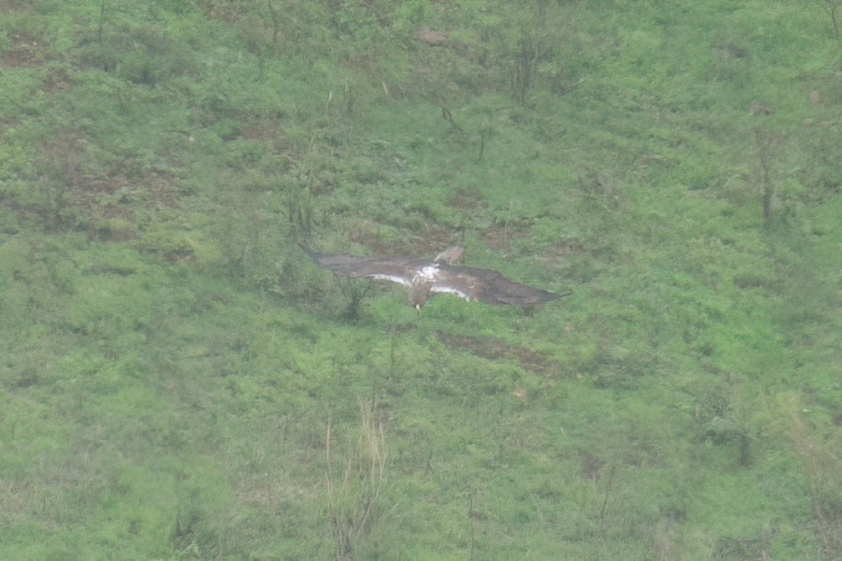 Bonelli's Eagle - Muhammed Rafi