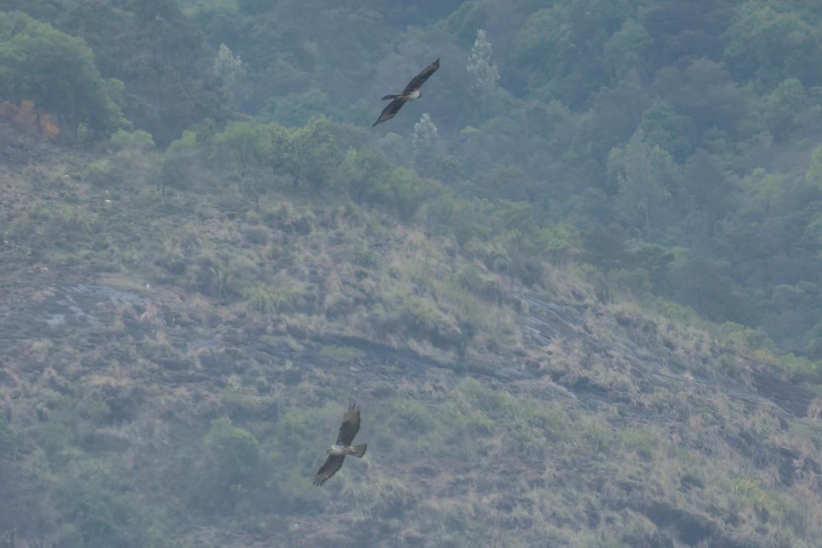 Bonelli's Eagle - Muhammed Rafi