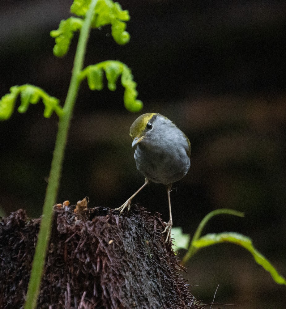 Gray-bellied Tesia - Lindy Fung