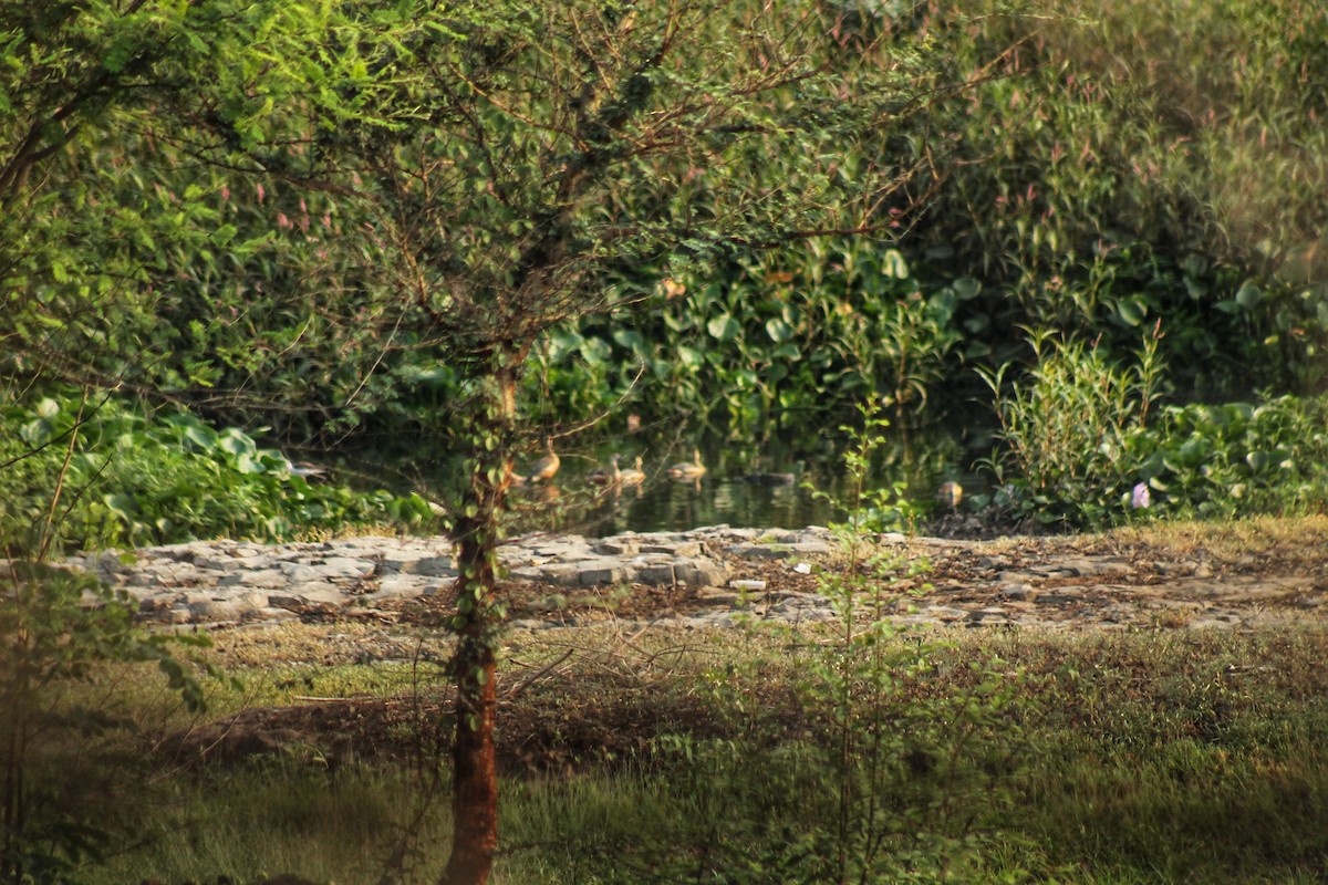 Lesser Whistling-Duck - Madhavi Babtiwale