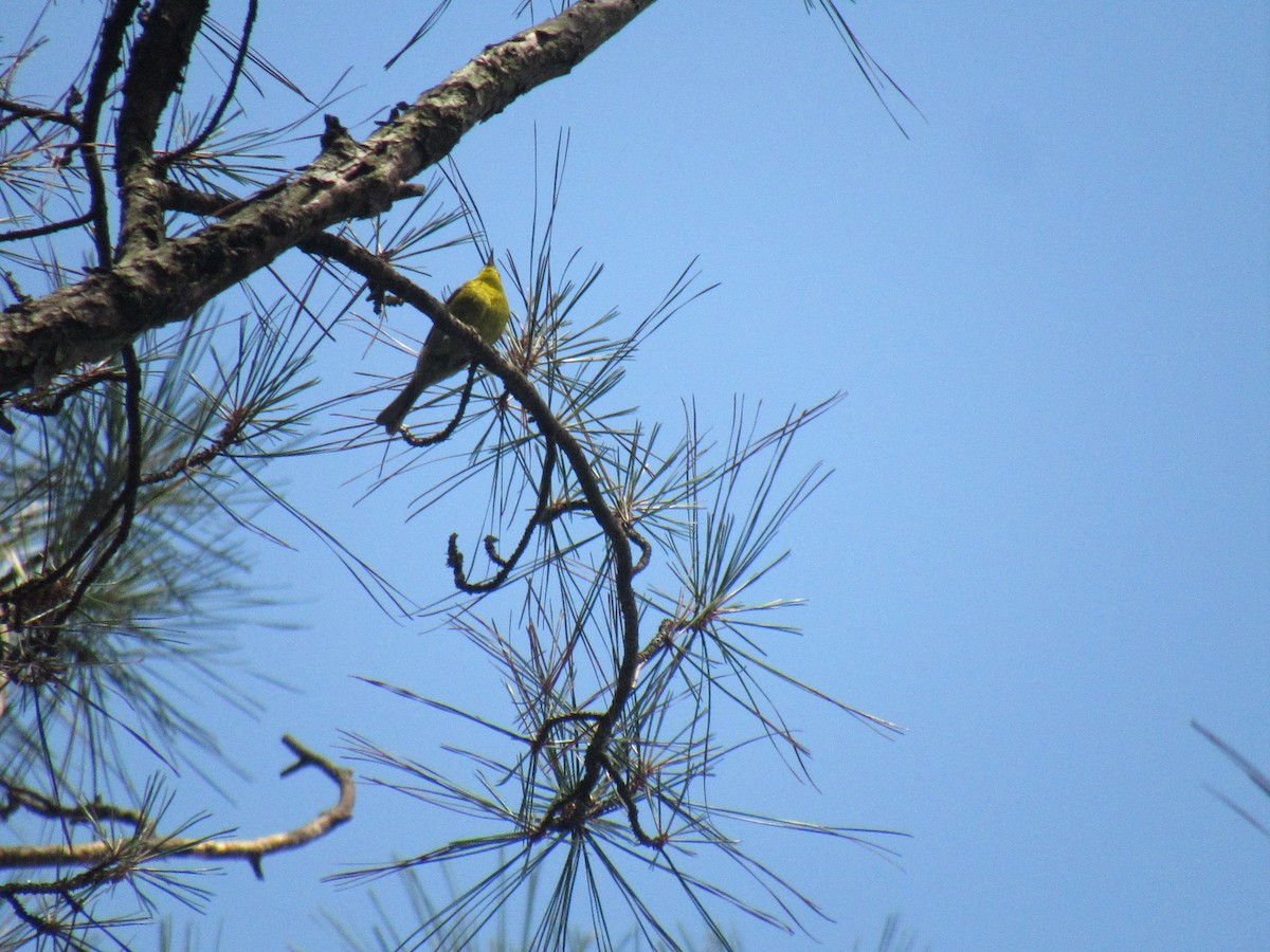 Pine Warbler - Just Jason