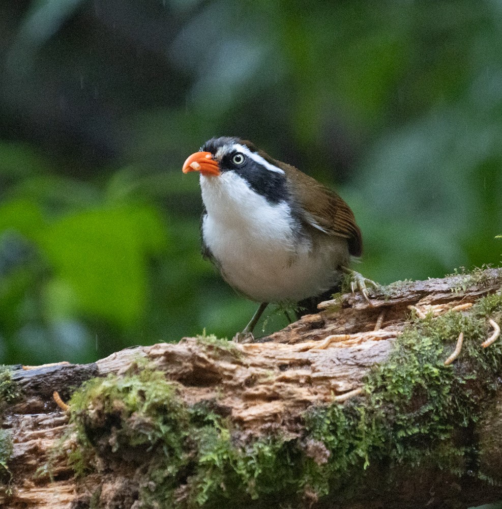 Brown-crowned Scimitar-Babbler - Lindy Fung