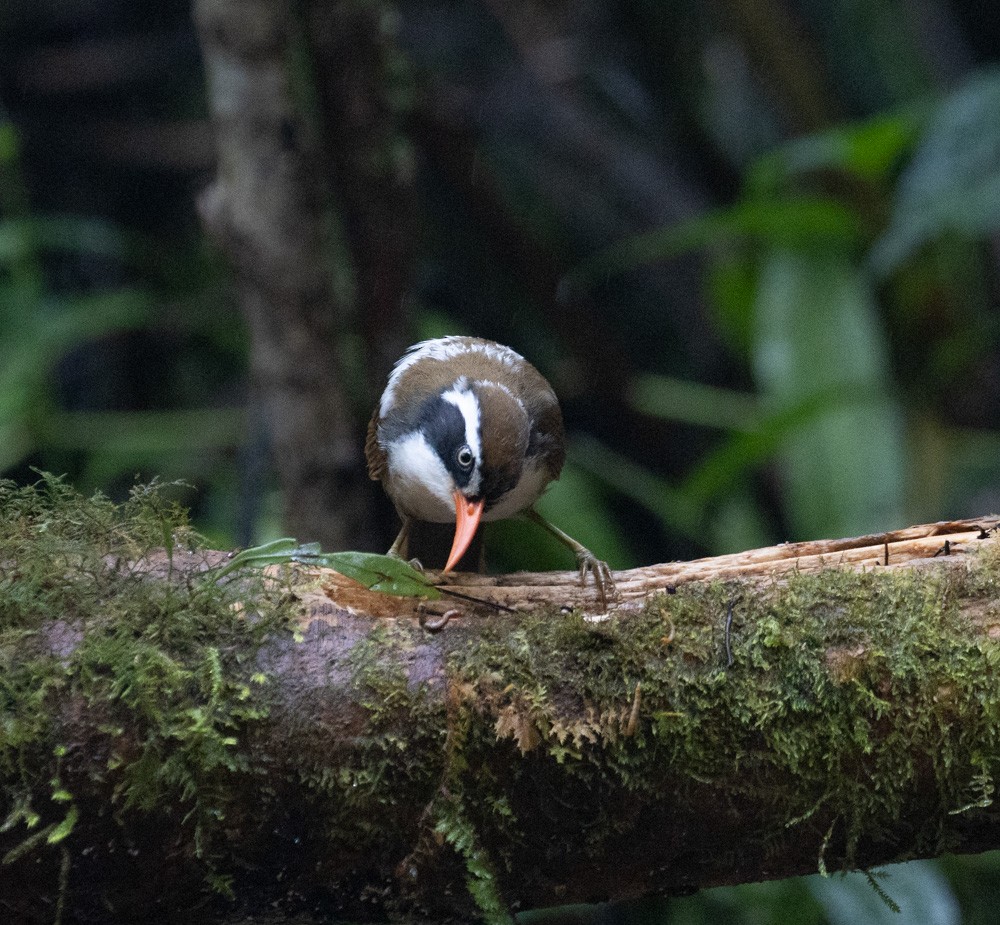 Brown-crowned Scimitar-Babbler - Lindy Fung