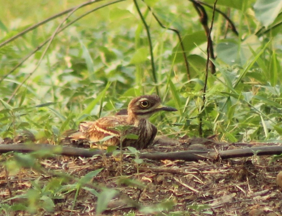 Indian Thick-knee - Madhavi Babtiwale