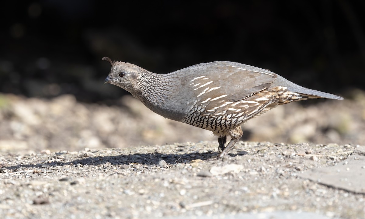 California Quail - Paul Fenwick