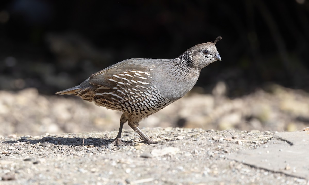 California Quail - Paul Fenwick