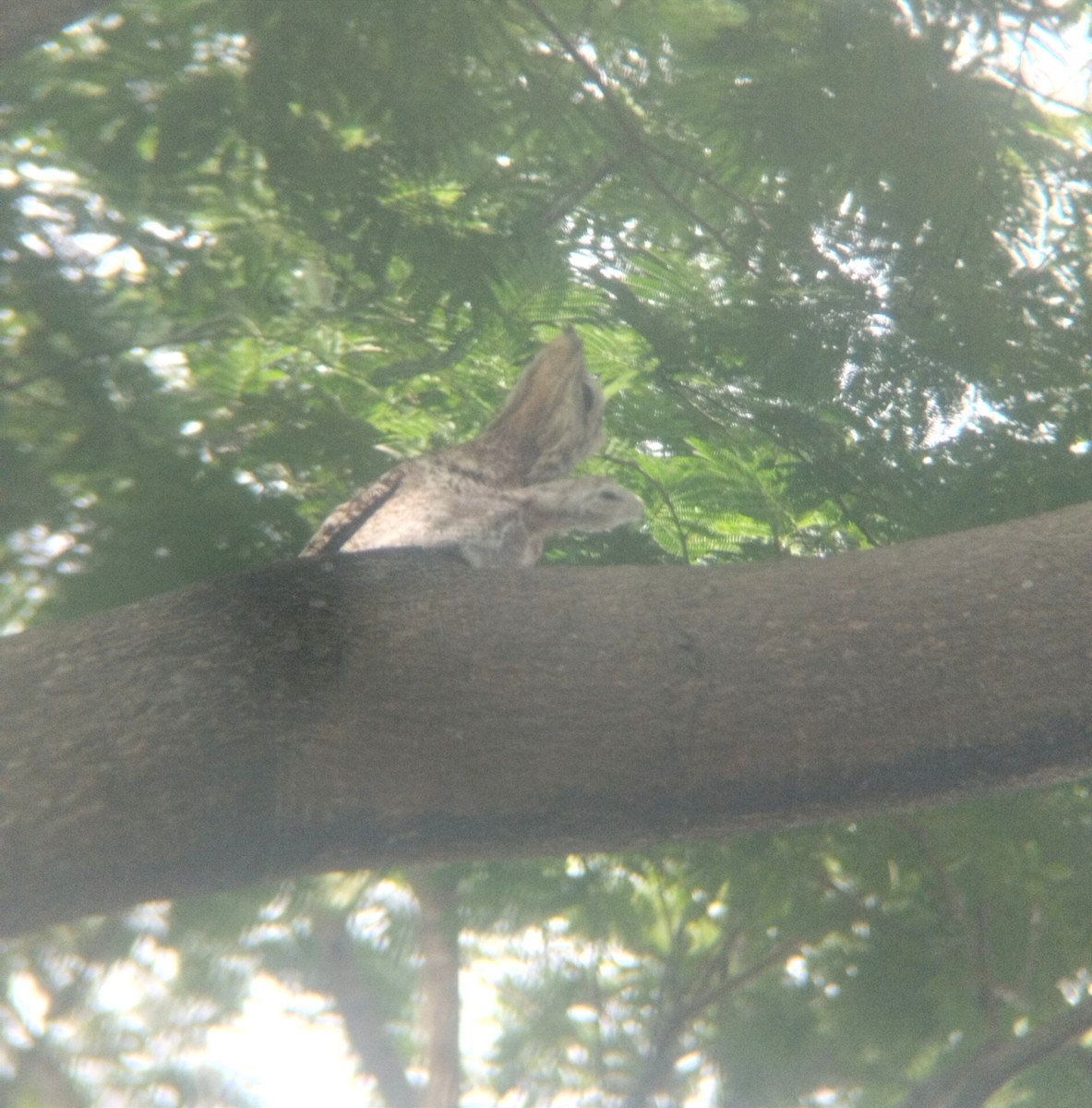 Great Potoo - Gabriel Enrique Galeno Avendaño