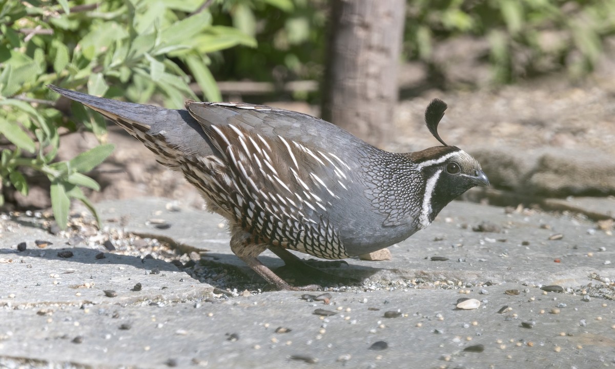 California Quail - Paul Fenwick