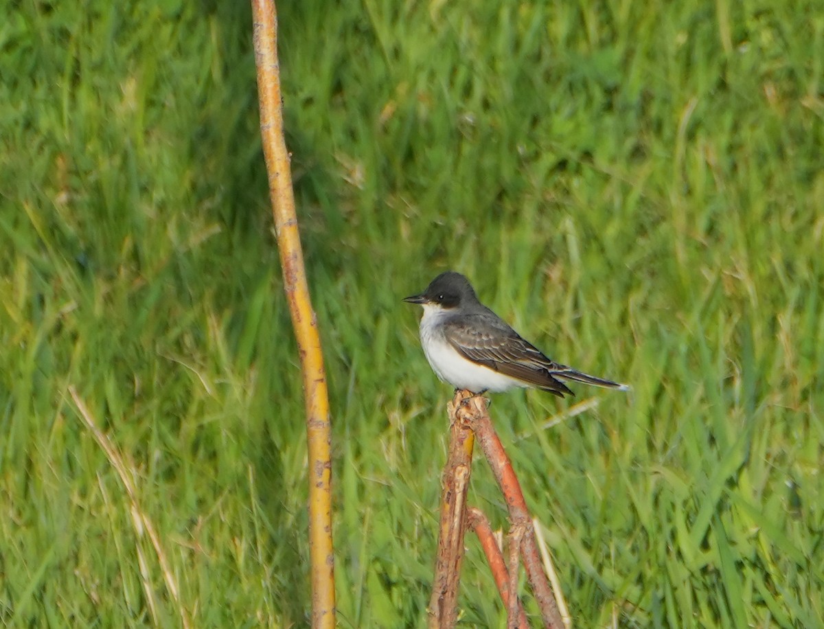 Eastern Kingbird - ML619516150