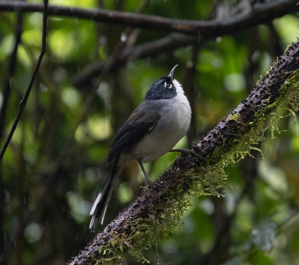 Black-headed Sibia - Lindy Fung