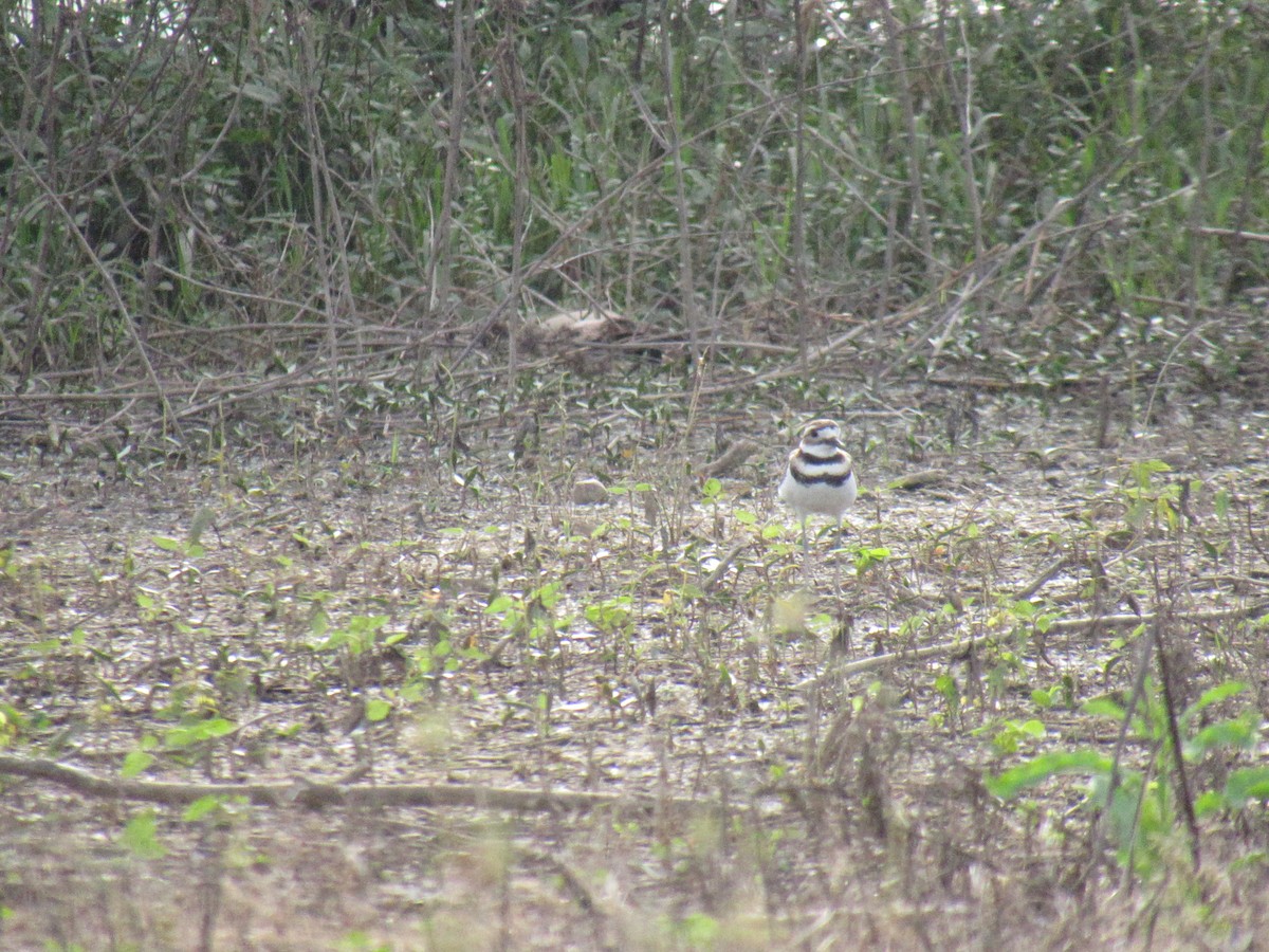 Killdeer - Just Jason