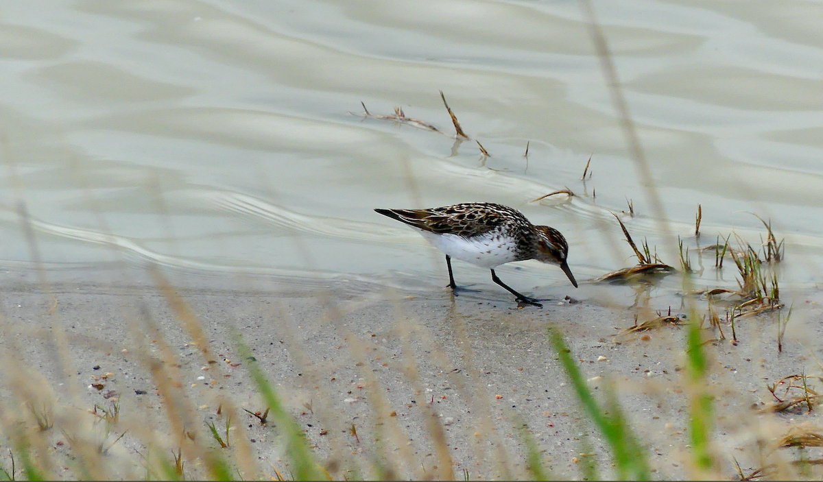 Semipalmated Sandpiper - N Jones