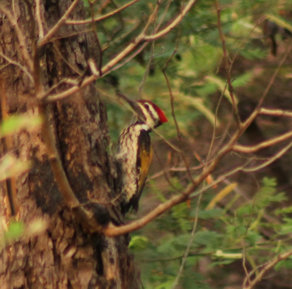 Black-rumped Flameback - Madhavi Babtiwale