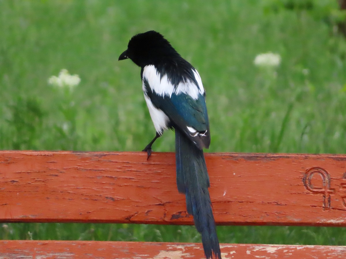 Eurasian Magpie - Kseniia Marianna Prondzynska