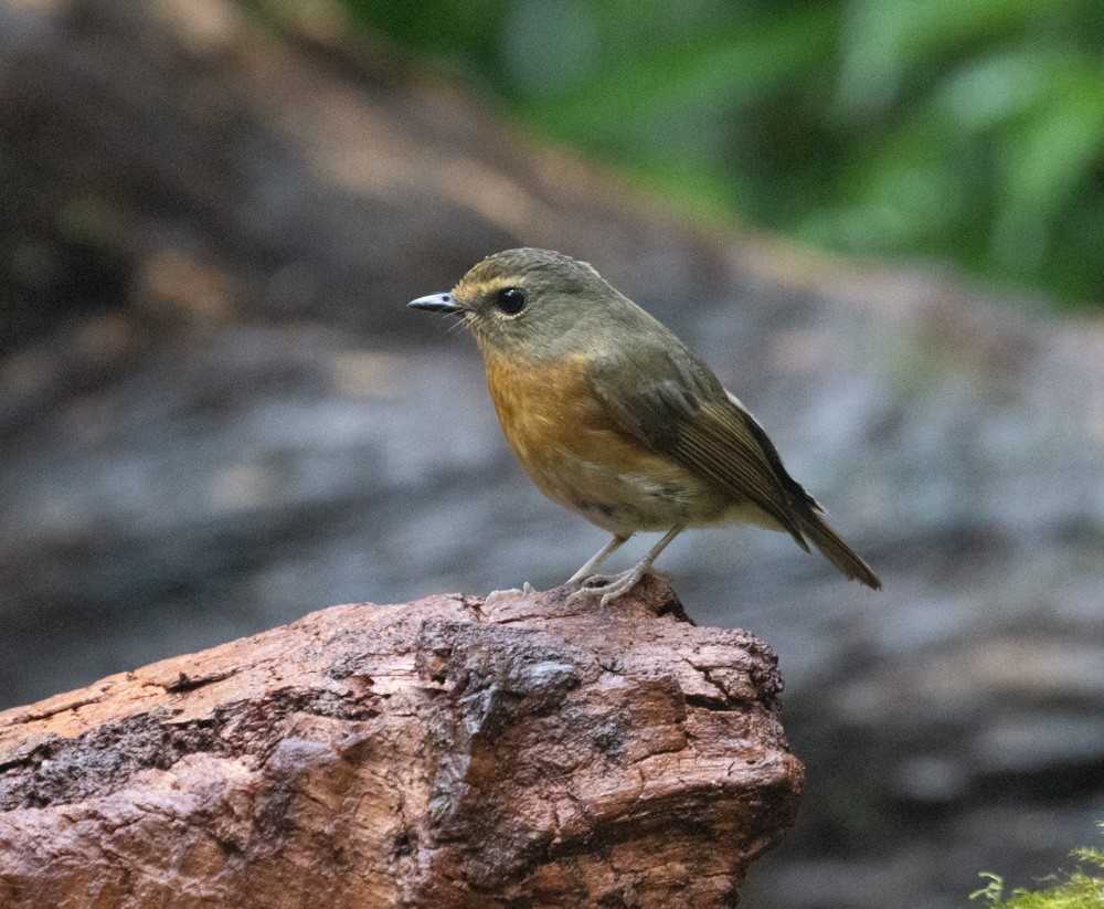 Snowy-browed Flycatcher - ML619516176