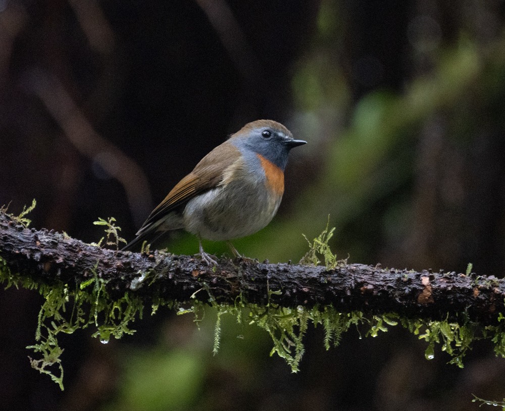 Rufous-gorgeted Flycatcher - Lindy Fung