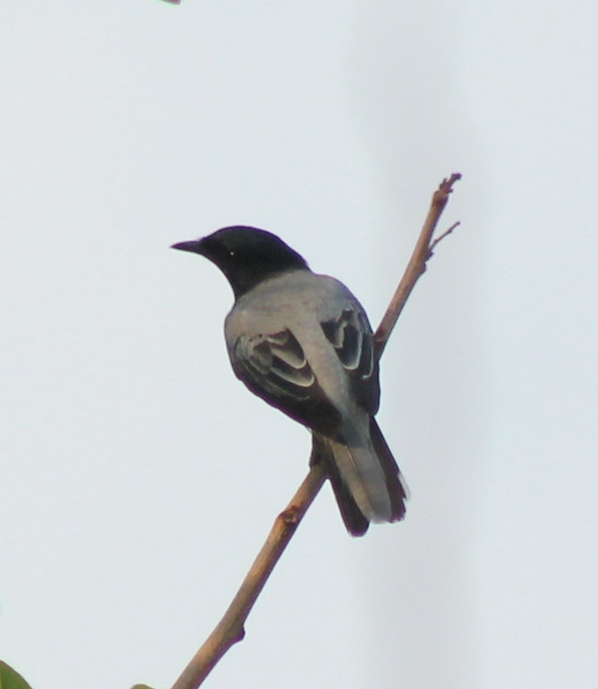 Black-headed Cuckooshrike - Madhavi Babtiwale