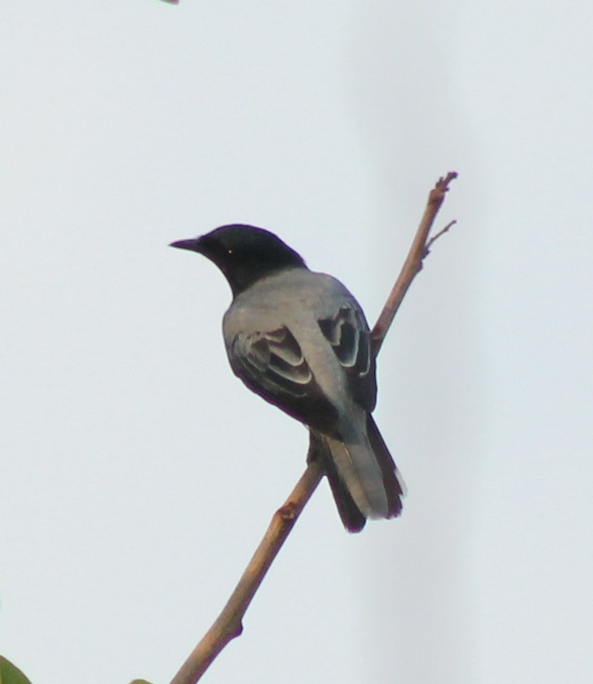 Black-headed Cuckooshrike - ML619516182