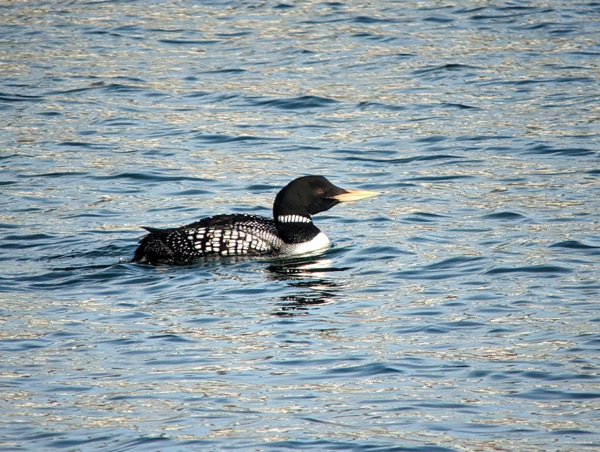 Yellow-billed Loon - ML619516183