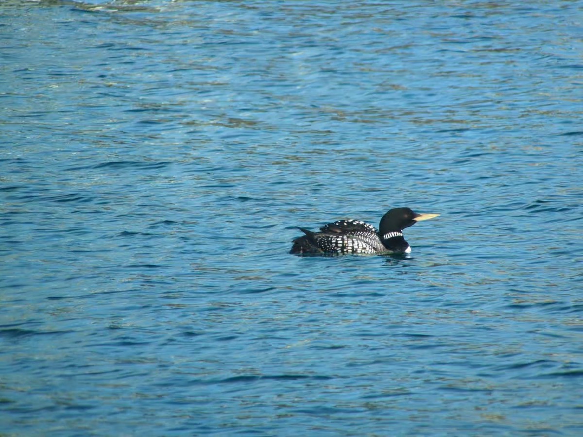 Yellow-billed Loon - ML619516184