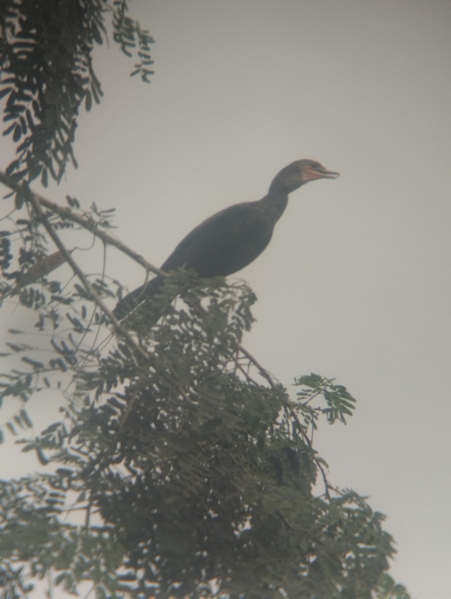 Neotropic Cormorant - Gabriel Enrique Galeno Avendaño