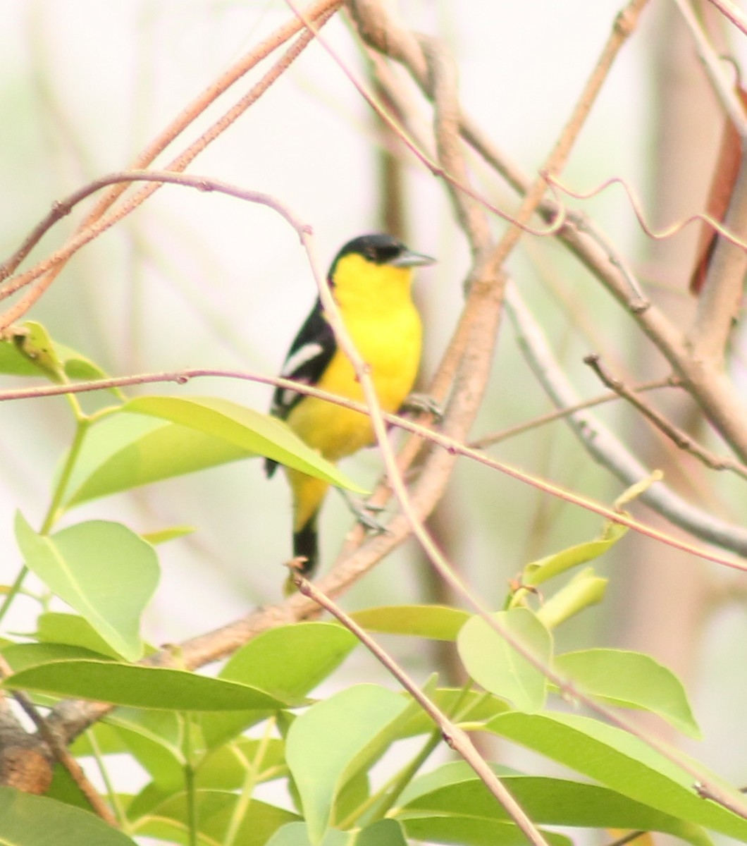 Common Iora - Madhavi Babtiwale