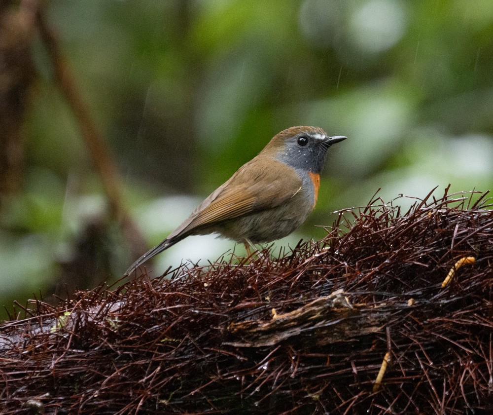 Rufous-gorgeted Flycatcher - Lindy Fung