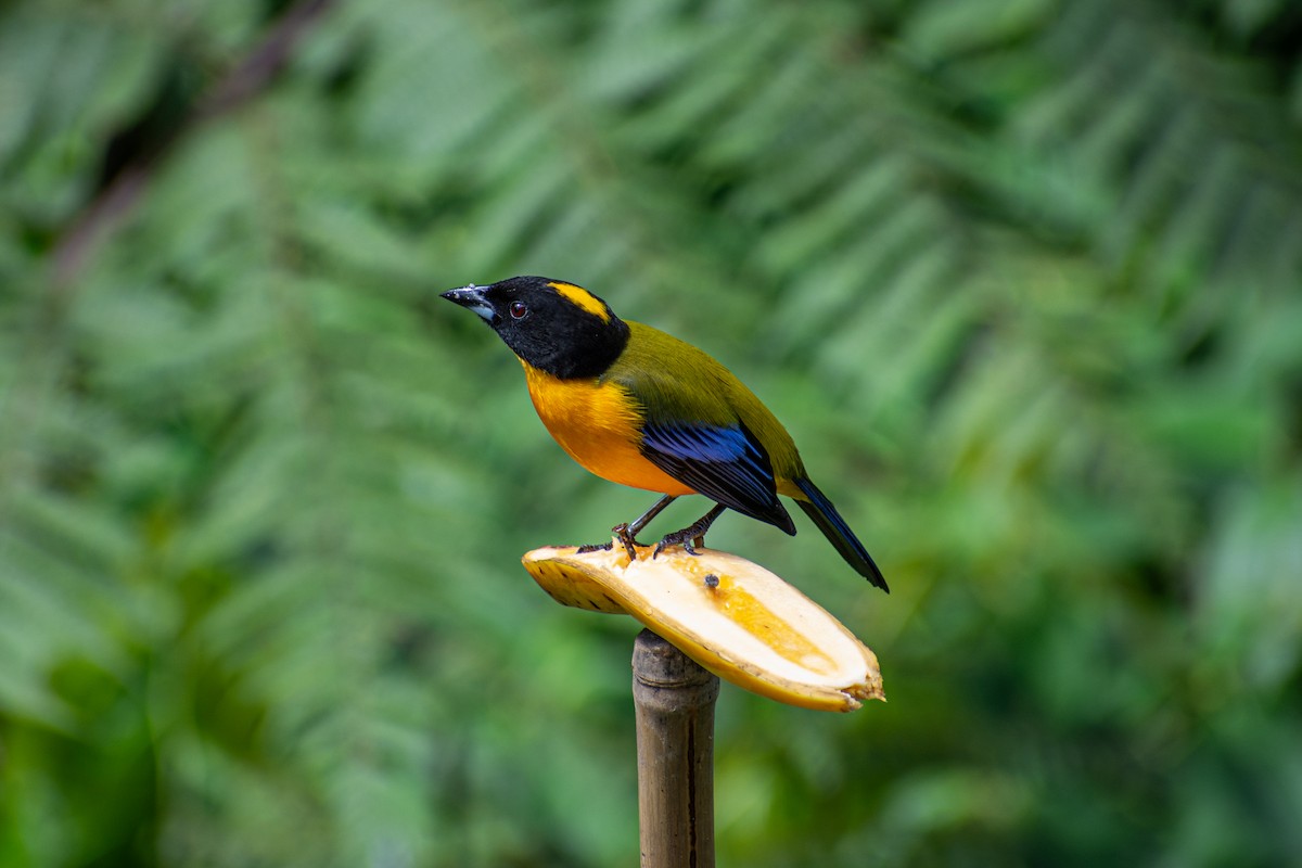 Black-chinned Mountain Tanager - Oscar Lopez