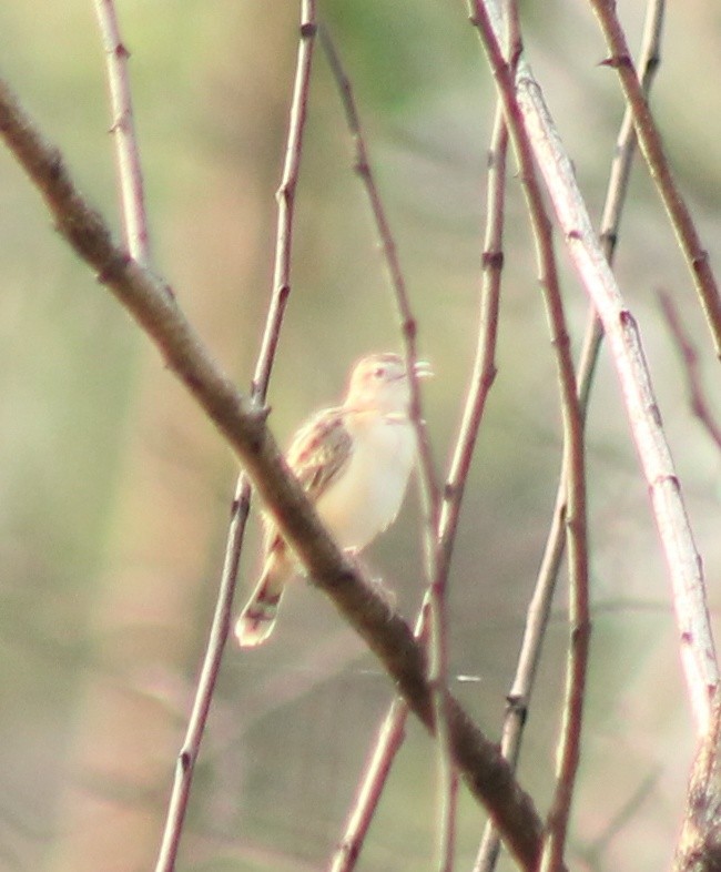 Zitting Cisticola - Madhavi Babtiwale