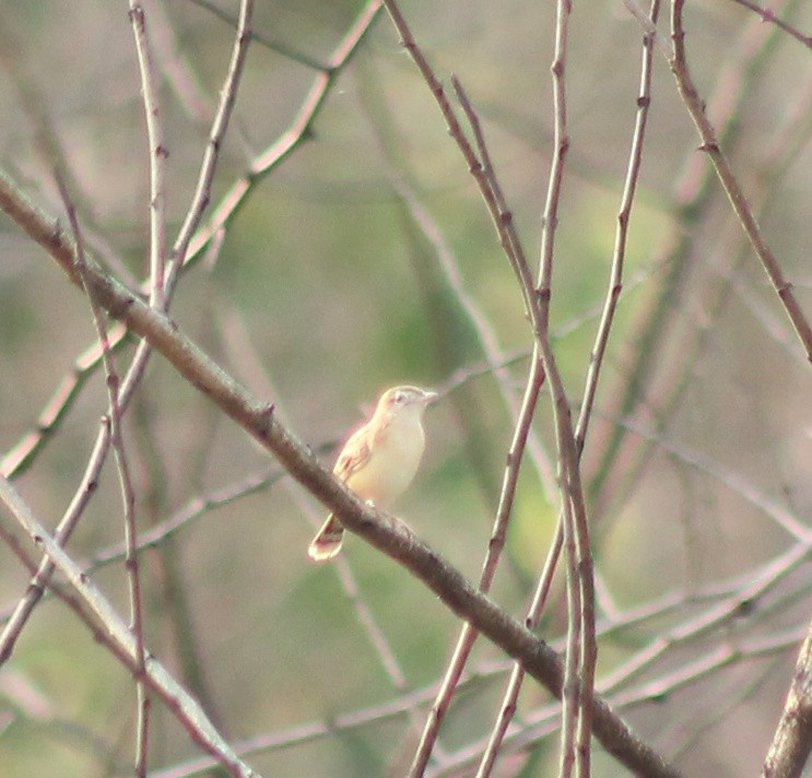 Zitting Cisticola - Madhavi Babtiwale