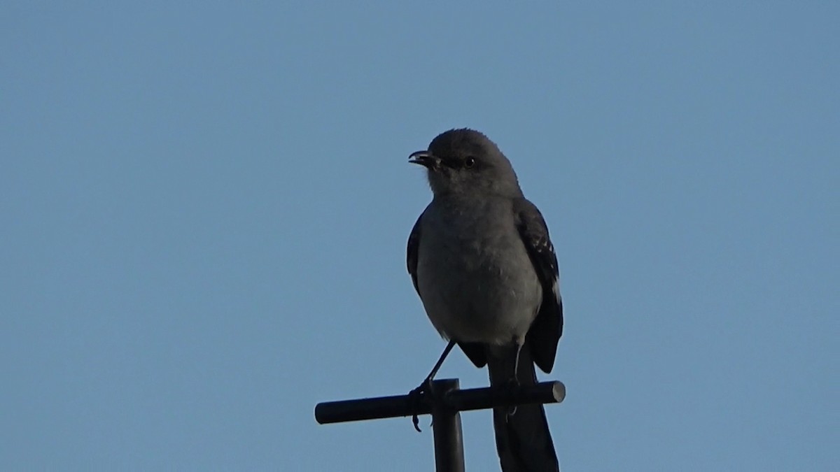 Northern Mockingbird - Bruce Schine