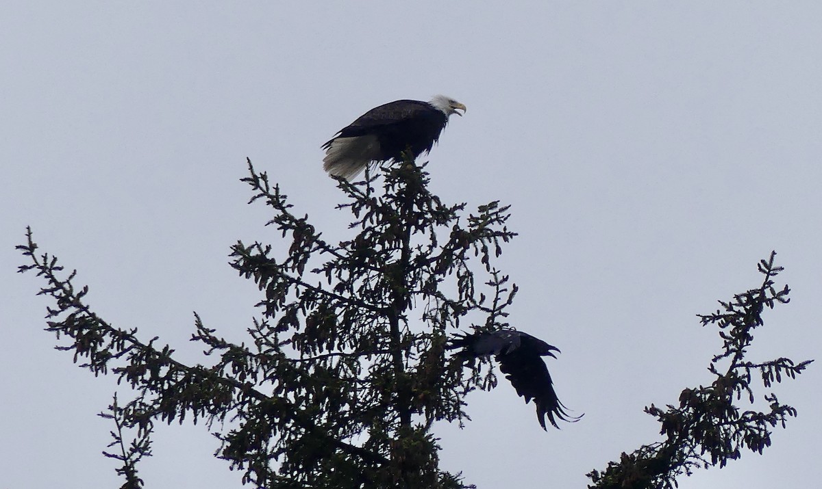 Bald Eagle - Mary McCafferty