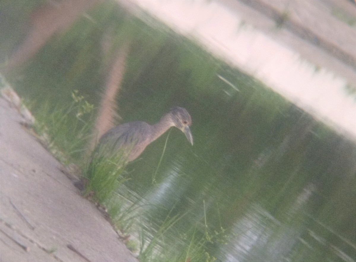 Yellow-crowned Night Heron - Gabriel Enrique Galeno Avendaño