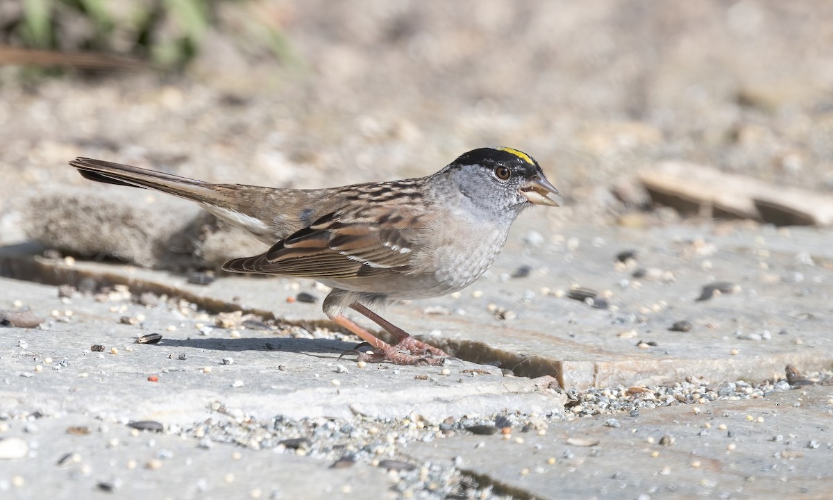 Golden-crowned Sparrow - Paul Fenwick