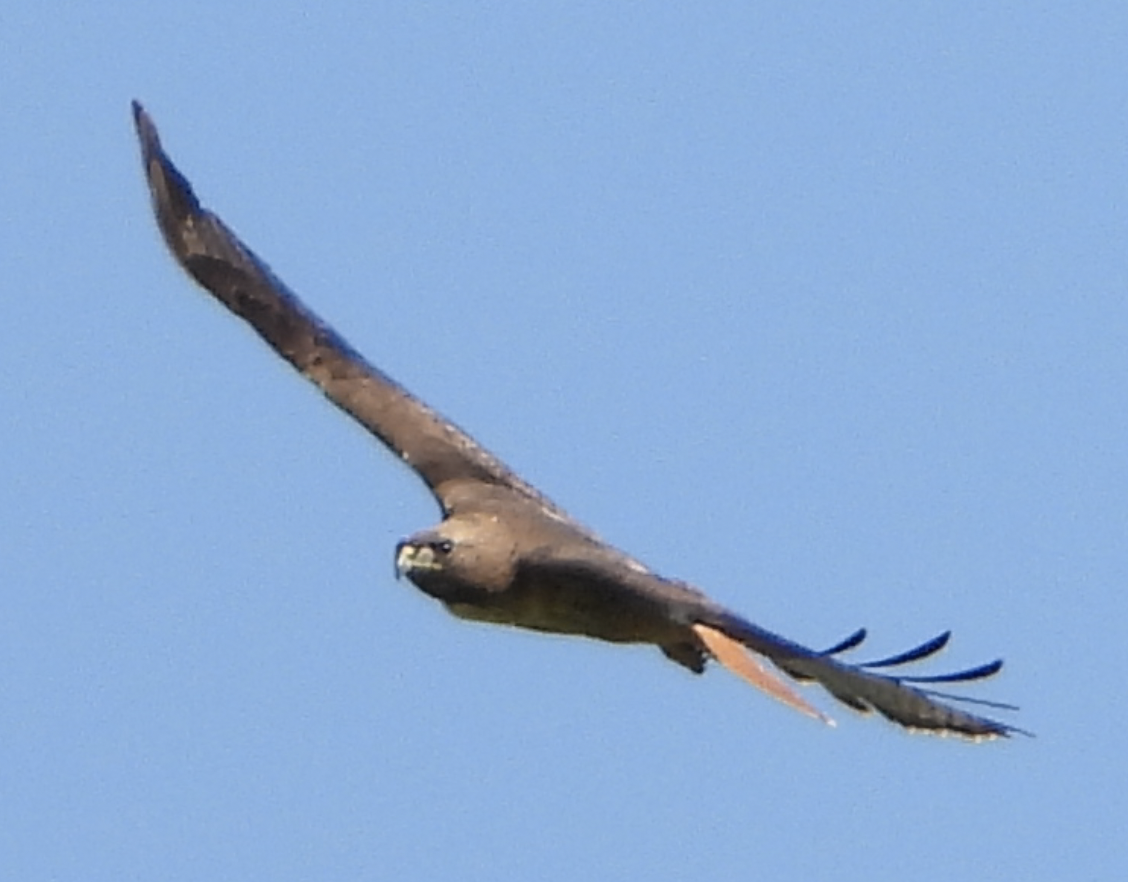 Red-tailed Hawk - joe sweeney