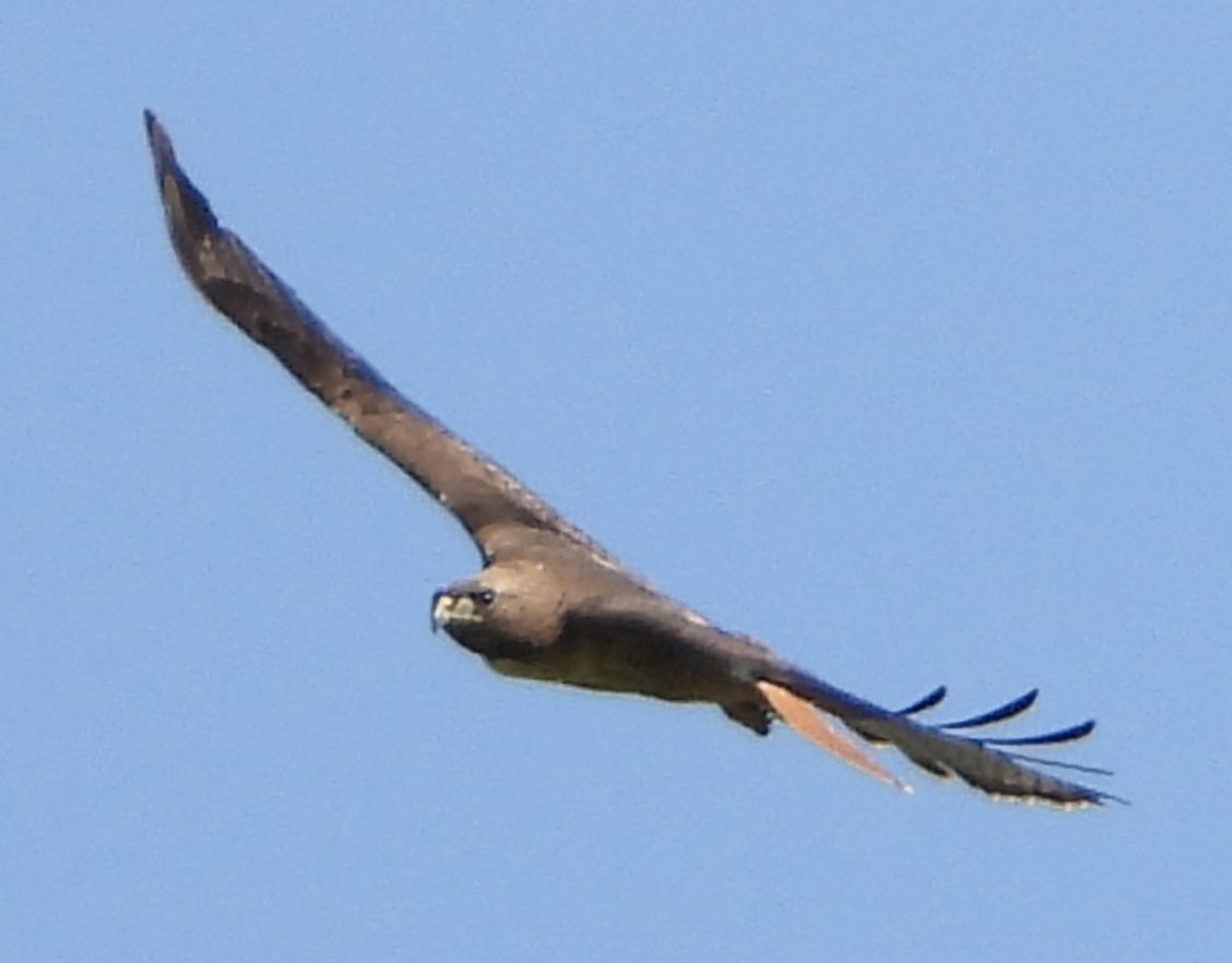 Red-tailed Hawk - ML619516205