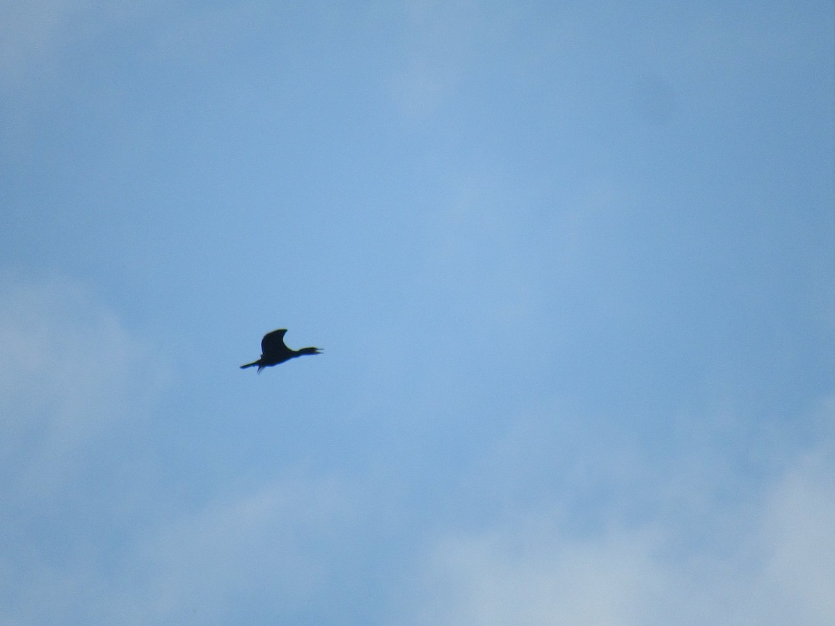 Double-crested Cormorant - Just Jason