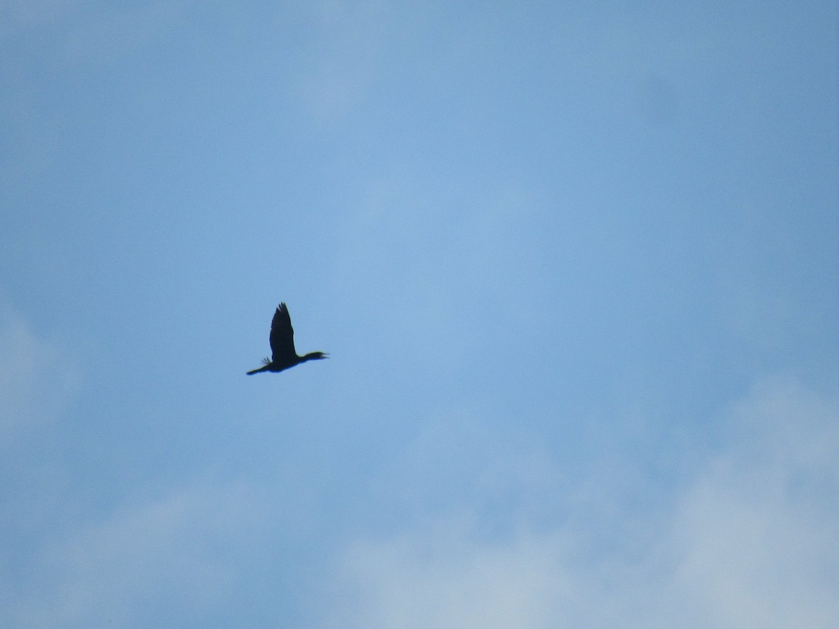 Double-crested Cormorant - Just Jason