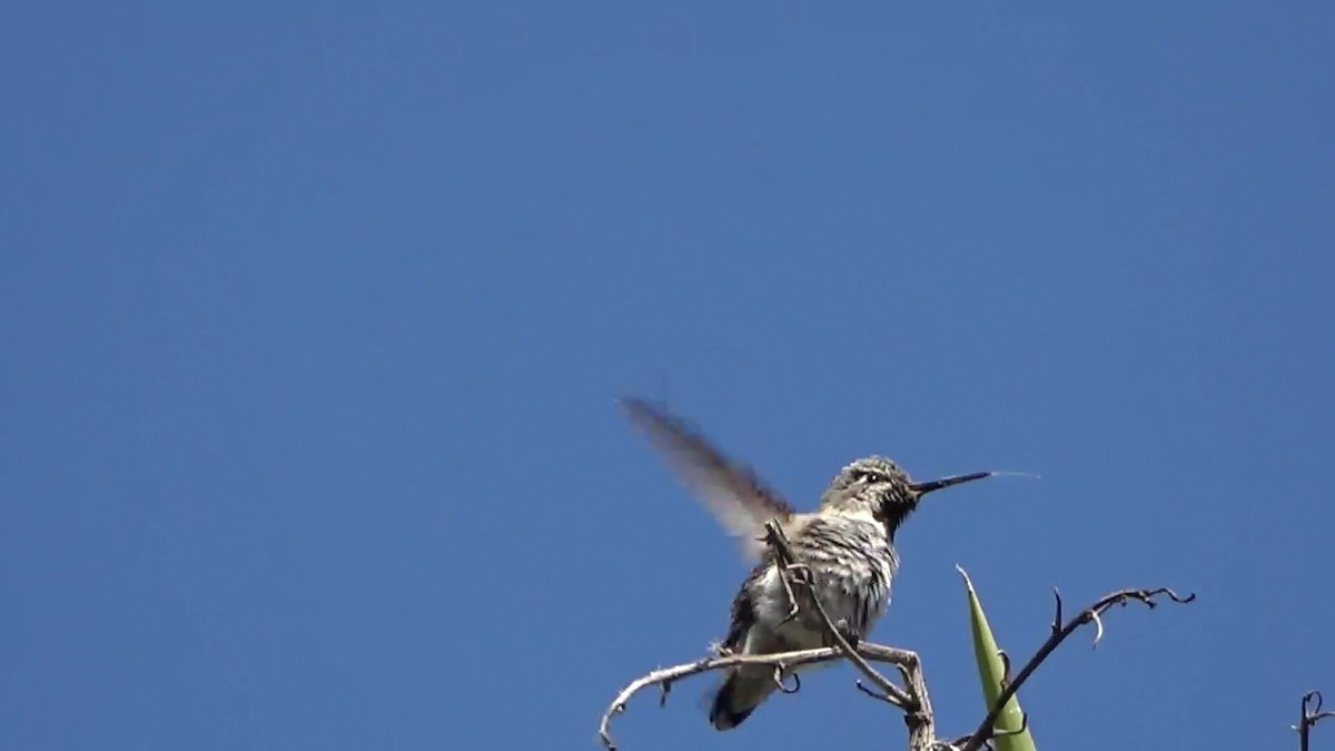 Anna's Hummingbird - Bruce Schine