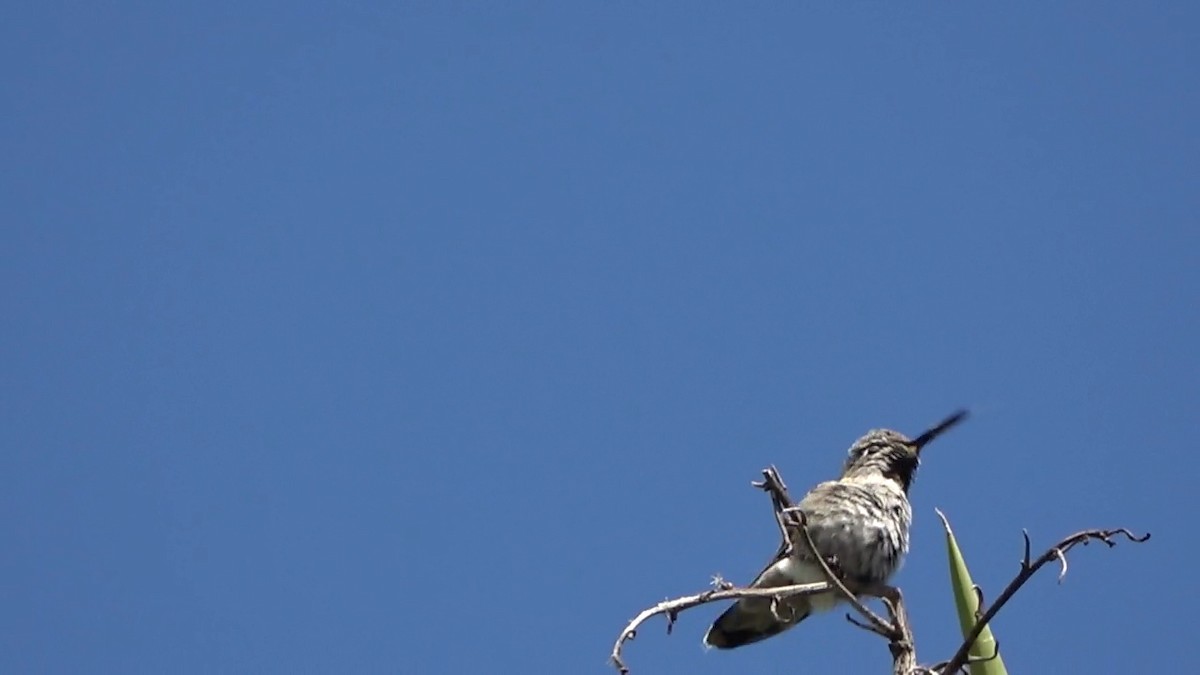 Anna's Hummingbird - Bruce Schine