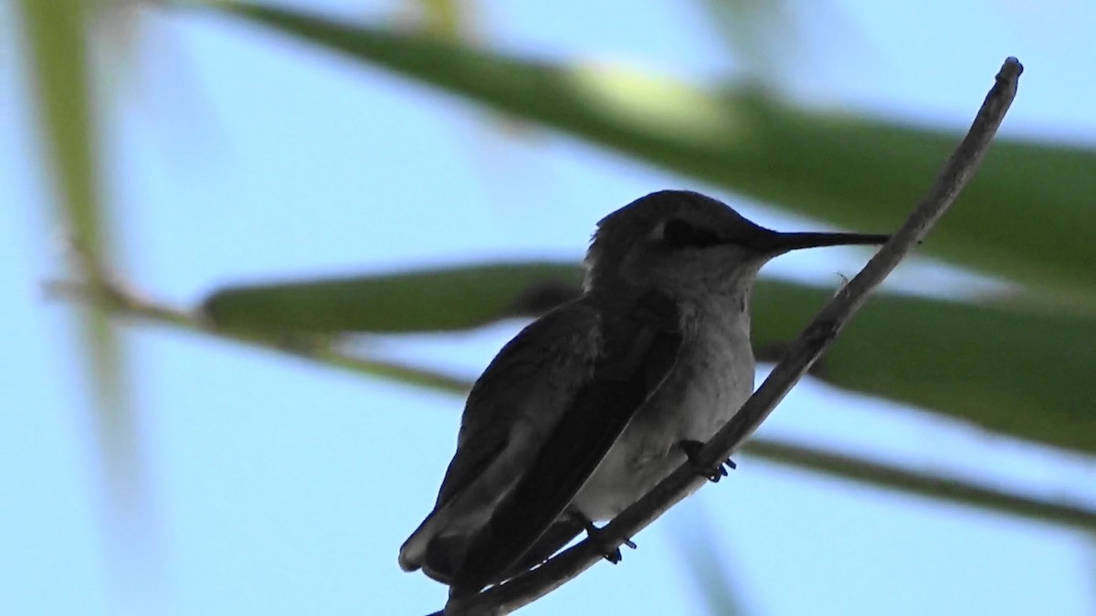 Anna's Hummingbird - Bruce Schine