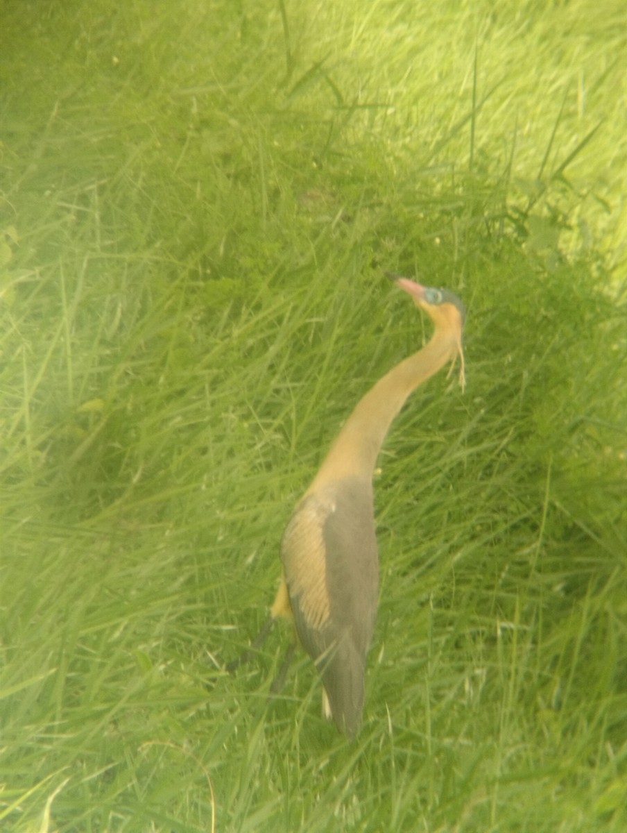 Whistling Heron - Gabriel Enrique Galeno Avendaño