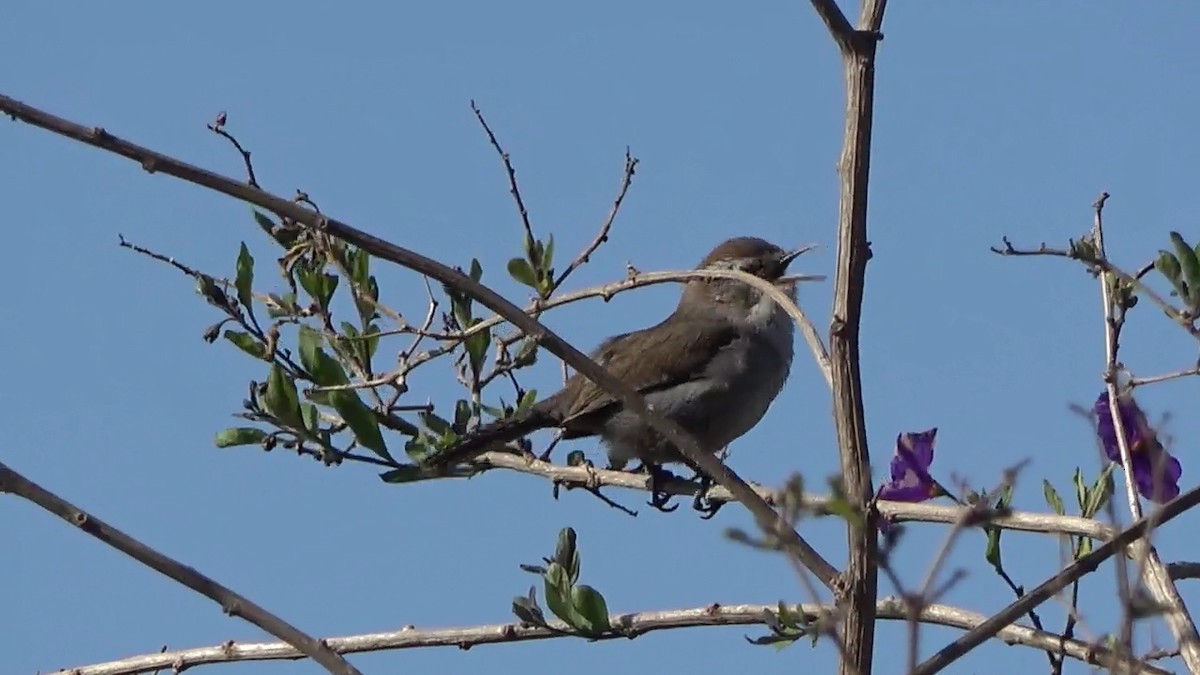 Bewick's Wren - Bruce Schine