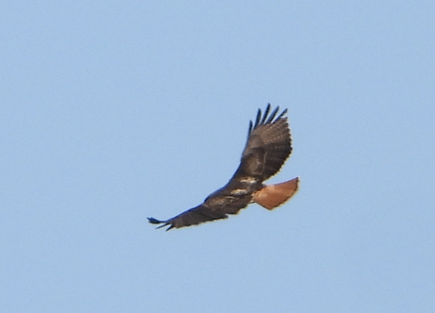 Red-tailed Hawk - joe sweeney