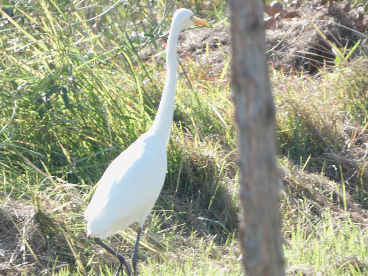 Great Egret (modesta) - A m a n d a   a n d B r a d