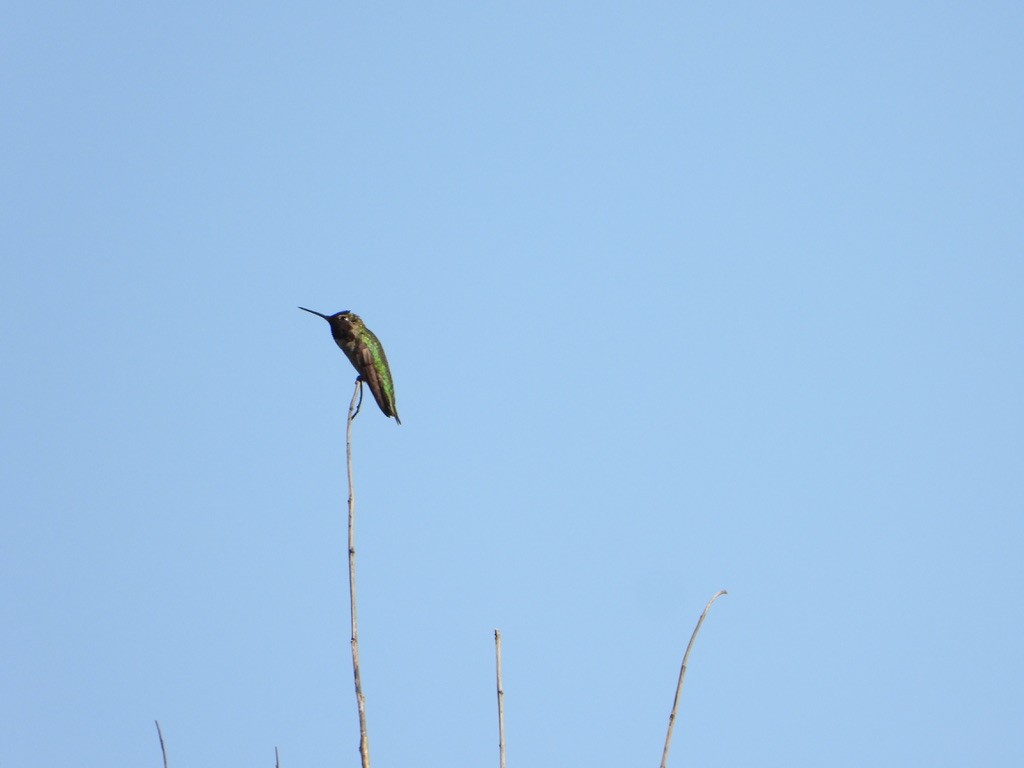Anna's Hummingbird - joe sweeney