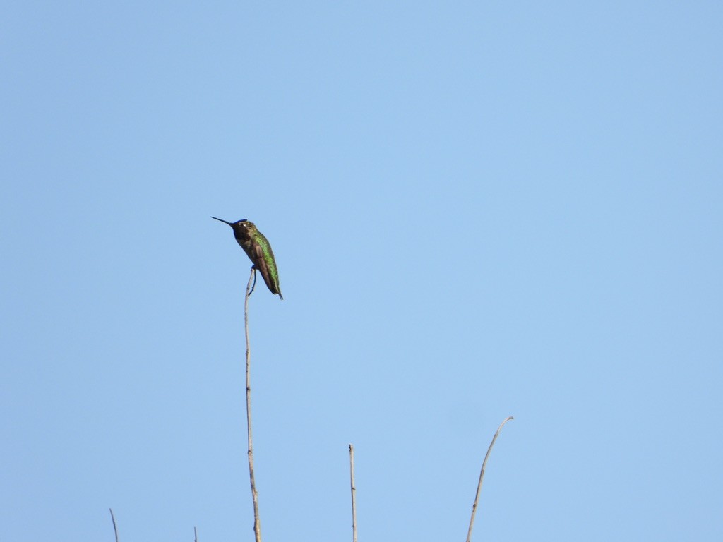 Anna's Hummingbird - ML619516237